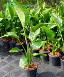 Cây Chuối Thiên Điểu giống cao 60 - 70cm