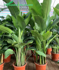 Cây hoa Chuối Thiên Điểu cao 1m5 trồng sẵn trong chậu