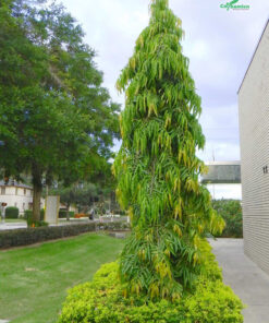 Cây hoàng nam kết hợp với cây trồng viền tạo cảnh quan đẹp