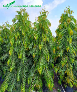 Cây Liễu Ấn Đôn cao hơn 2m