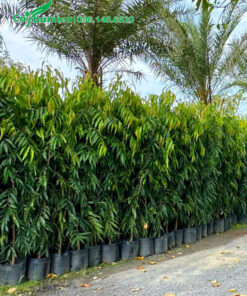 Cây Hoàng Nam cao 1m5, dưỡng trong bầu, tán lá xanh đẹp