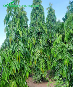 Cây cao 4m, đường kính tán khoảng 90cm