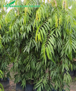 Hoàng Nam công trình cao khoảng 2m