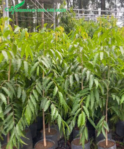 Cây con, chiều cao 60 - 70cm