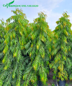 Vườn nuôi trồng, chăm sóc số lượng lớn Hoàng Nam công trình cao hơn 2m