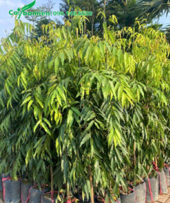 Cây loại nhỏ cao hơn 1m, hàng nguyên bầu