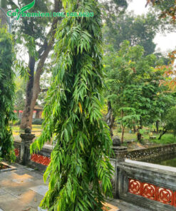 Hoàng Nam phong thủy trồng trong sân chùa