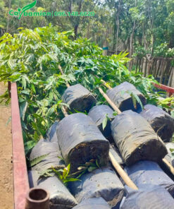 Hàng chục cây hoàng nam cao hơn 3m xếp gọn trên xe