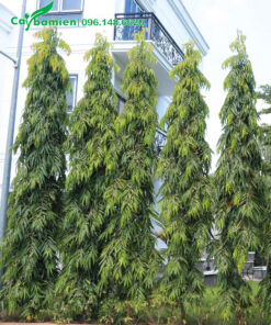 Hoàng Nam trồng tại trụ sở cơ quan cao 4 - 5m