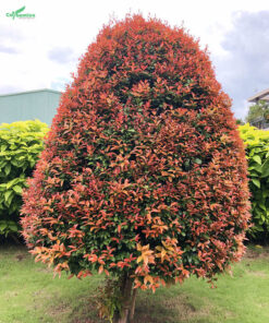 Cây hồng lộc cổ thụ dáng đẹp, lộc non nhiều