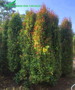 Hồng Lộc cao 2m, cành nhánh mọc kín từ gốc đến ngọn