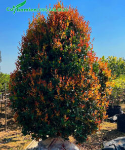 Cây Hồng Lộc cổ thụ, lộc non màu nâu đỏ ra kín cây