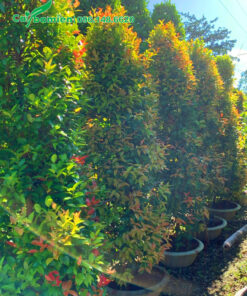 Những chậu cây Hồng Lộc cao 2m