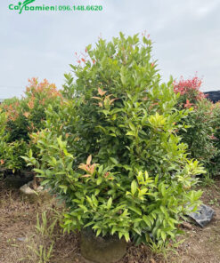 Cây có tán lá xanh, những lộc non chưa ra