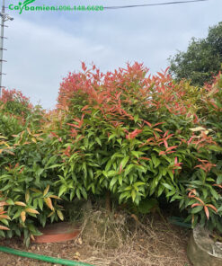 Cây vào mùa nở chồi, đỉnh cây được bao phủ bởi màu đỏ hồng rực rỡ