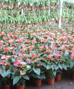 Những chậu hồng môn đẹp, lá mo màu đỏ ấn tượng