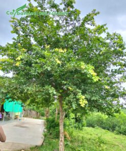 Cây tán lá đẹp, thân thẳng trồng trước sân nhà