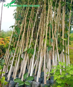 Cây giống Kèn Hồng choai choai cao 3m