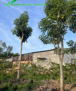 Thi công trồng hàng kèn hồng công trình cao 4m, đường kính 15cm