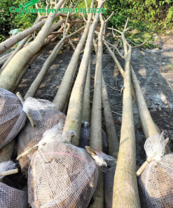 Kèn Hồng lâu năm đường kính 15cm, cao 4m