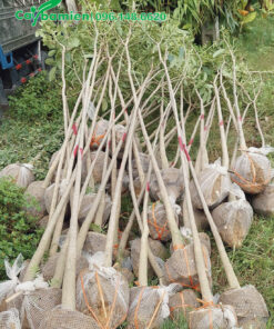 20 cây kèn hồng công trình nhỏ, đường kính 5 - 7cm