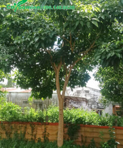 Kèn Hồng lâu năm, đường kính 20cm