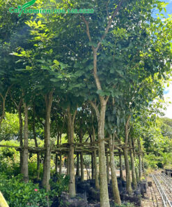 Hàng dâm ủ kỹ, tay cành đang ra lá đẹp