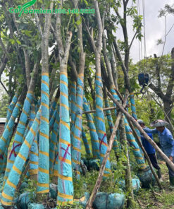 Kèn Hồng cổ thụ vang từ 120 - 130, đã dâm ủ kỹ