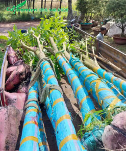 Kèn Hồng vanh gốc 60cm, tay cành tỉa đẹp