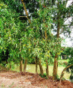 Hình ảnh cây Keo công trình