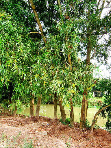 Hình ảnh cây Keo công trình