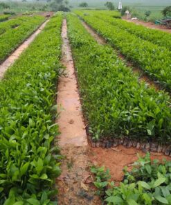 Vườn cây giống Keo Lai hàng nghìn cây