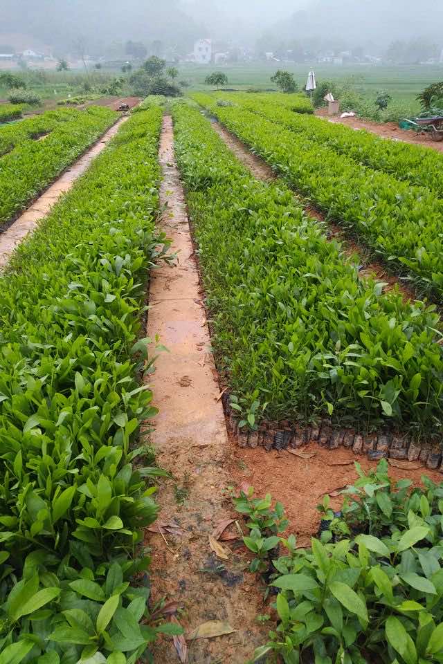 Vườn cây giống Keo Lai hàng nghìn cây