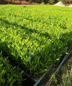 Vườn nhân giống cây Keo lai