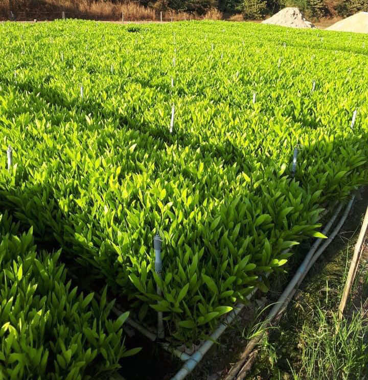 Vườn nhân giống cây Keo lai