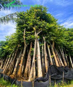 Dâm ủ hàng trăm cây Lát Hoa lâu năm cao hơn 5m