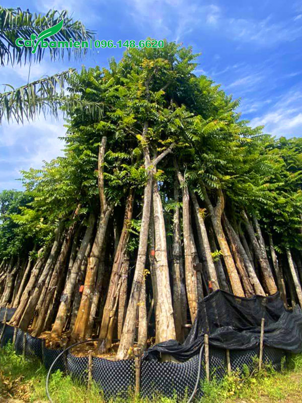 Dâm ủ hàng trăm cây Lát Hoa lâu năm cao hơn 5m