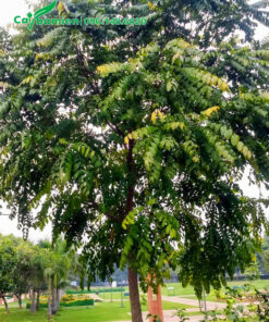 Cây Lát Hoa trồng ở công viên để lấy bóng mát