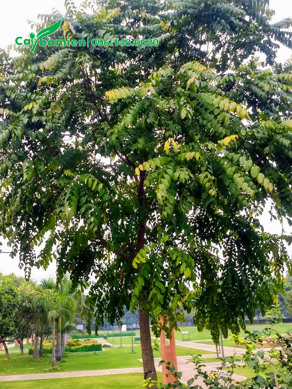 Cây Lát Hoa trồng ở công viên để lấy bóng mát