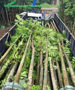 Cây Lát Hoa cao 5m xếp gọn hàng chục cây lên thùng xe