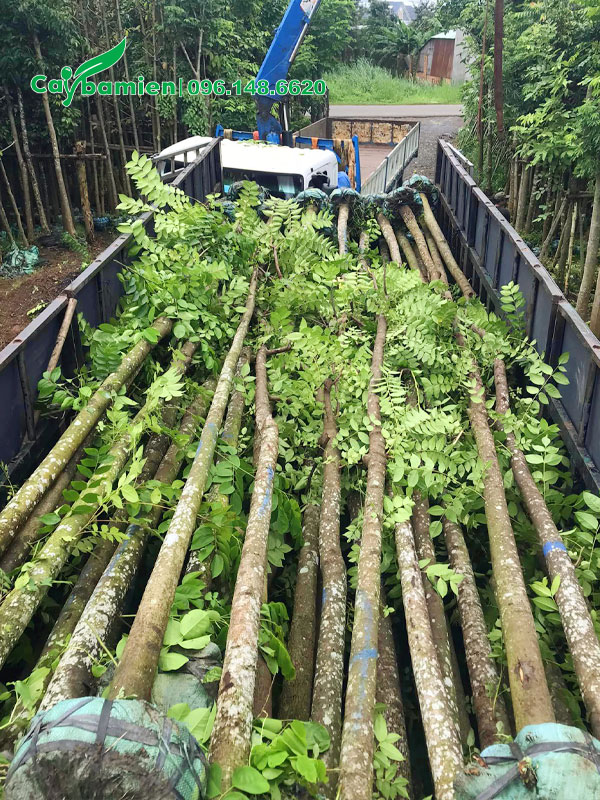 Cây Lát Hoa cao 5m xếp gọn hàng chục cây lên thùng xe