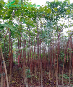 Cây Lát Hoa con chiều cao khoảng 2m