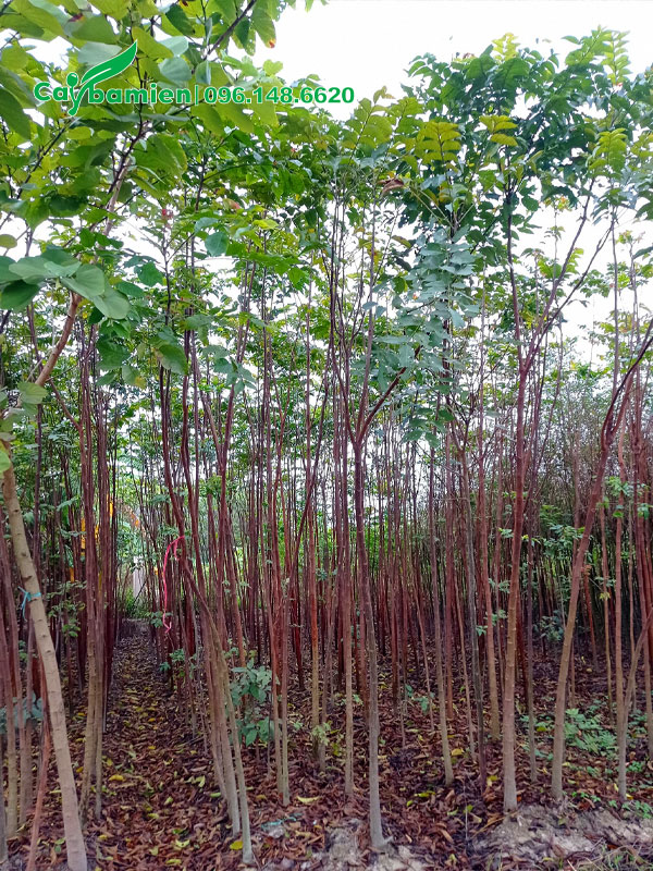 Cây Lát Hoa con chiều cao khoảng 2m