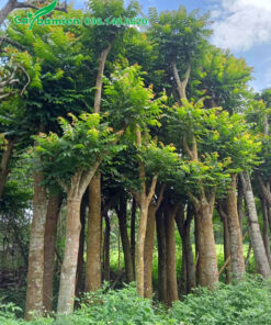 Cây Lát Hoa công trình đường kính gốc 15 - 25cm