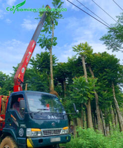 Mua và chọn cây Lát Hoa công trình tại vườn