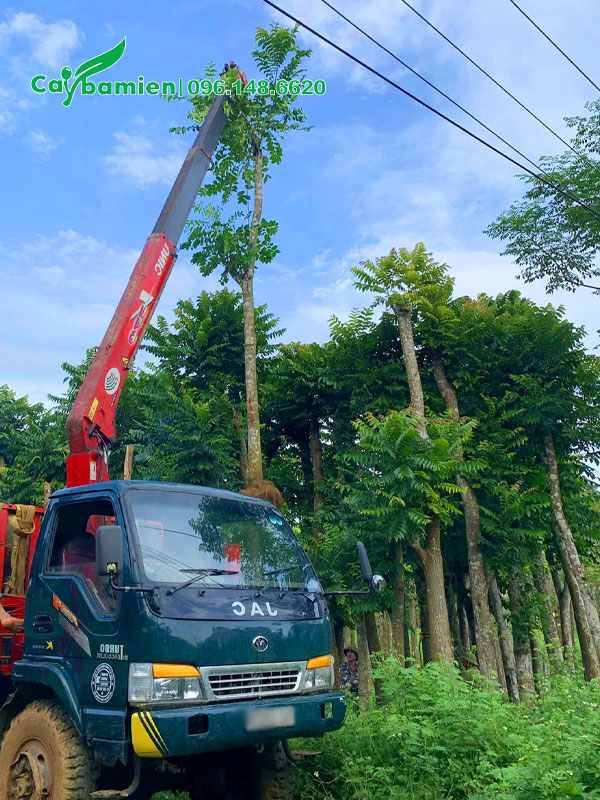 Mua và chọn cây Lát Hoa công trình tại vườn