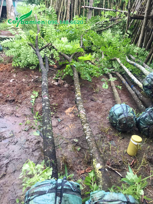 Lát Hoa lâu năm đã dâm ủ kỹ, tỉa gọn tay cành