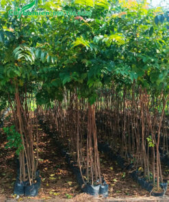 Cây giống Lát Hoa cao hơn 1m