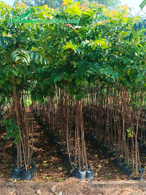 Cây giống Lát Hoa cao hơn 1m