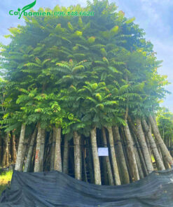 Cây Lát Hoa thẳng đẹp, đường kính gốc 20cm